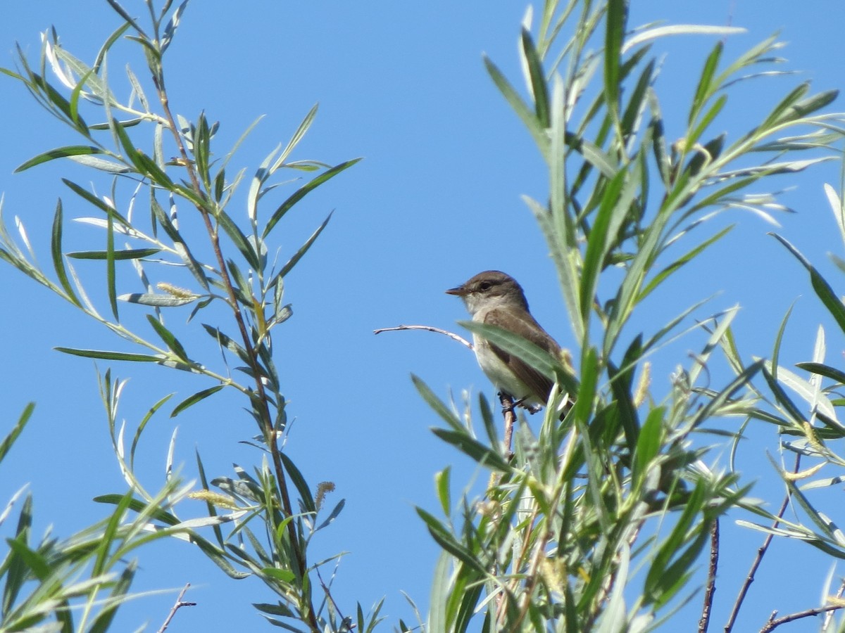 Willow Flycatcher - ML189477831