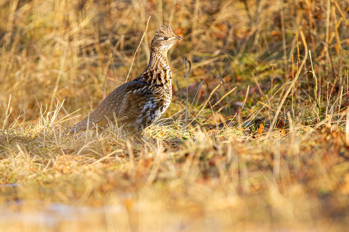 Ruffed Grouse - Connor Charchuk