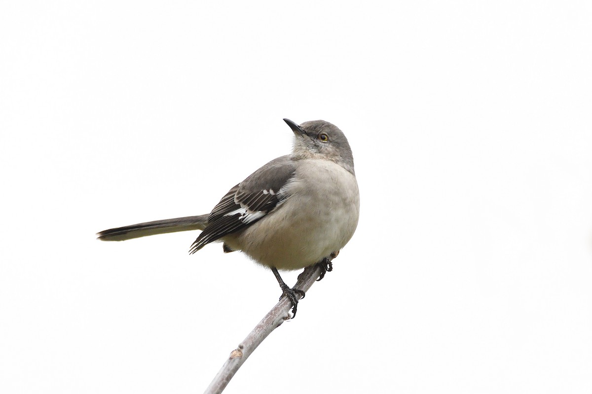 Northern Mockingbird - ML189478051