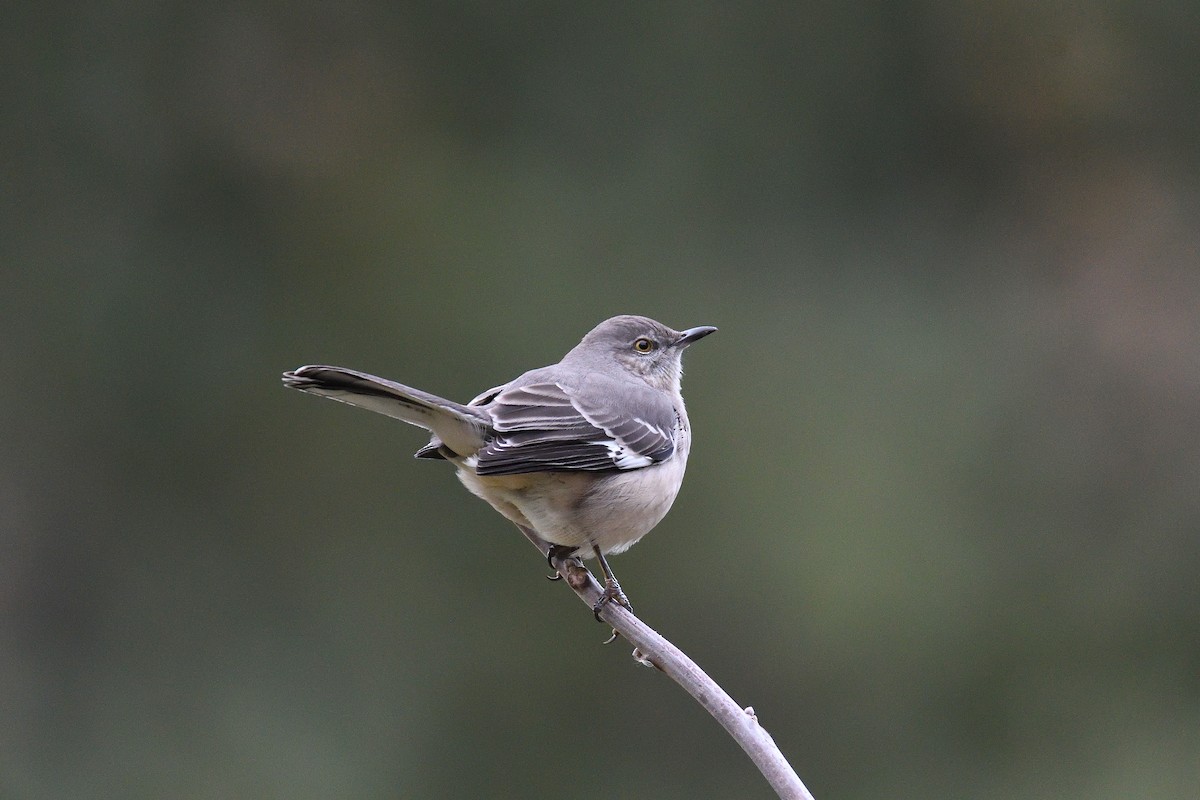 Northern Mockingbird - ML189478091