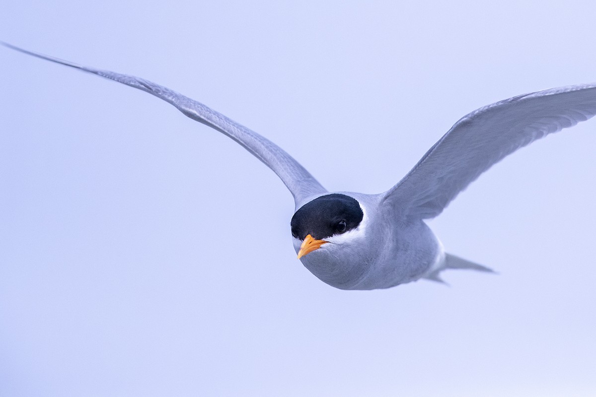 Black-fronted Tern - ML189479011