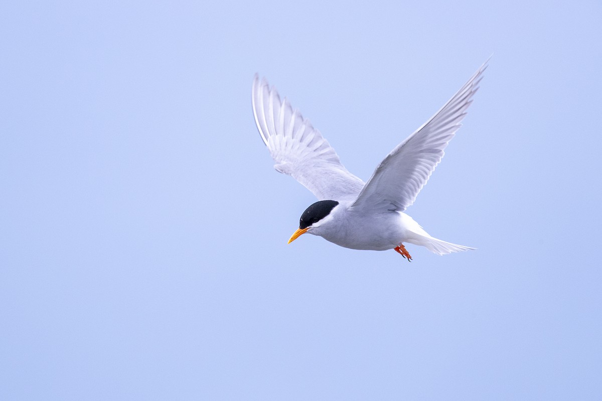 Black-fronted Tern - ML189479021