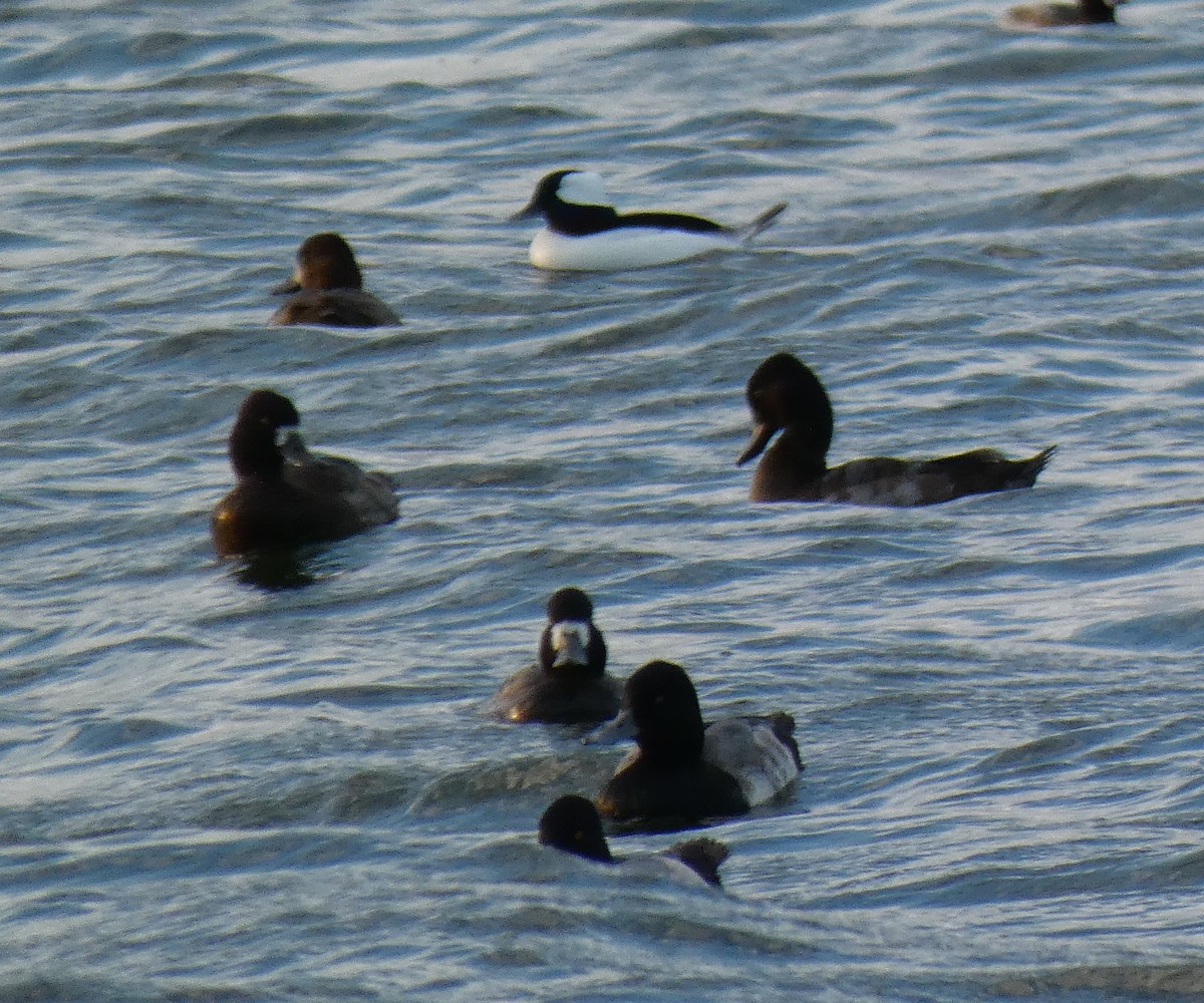 Bufflehead - ML189479401