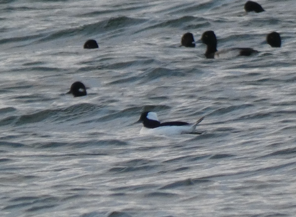 Bufflehead - Ned Wallace & Janet Rogers