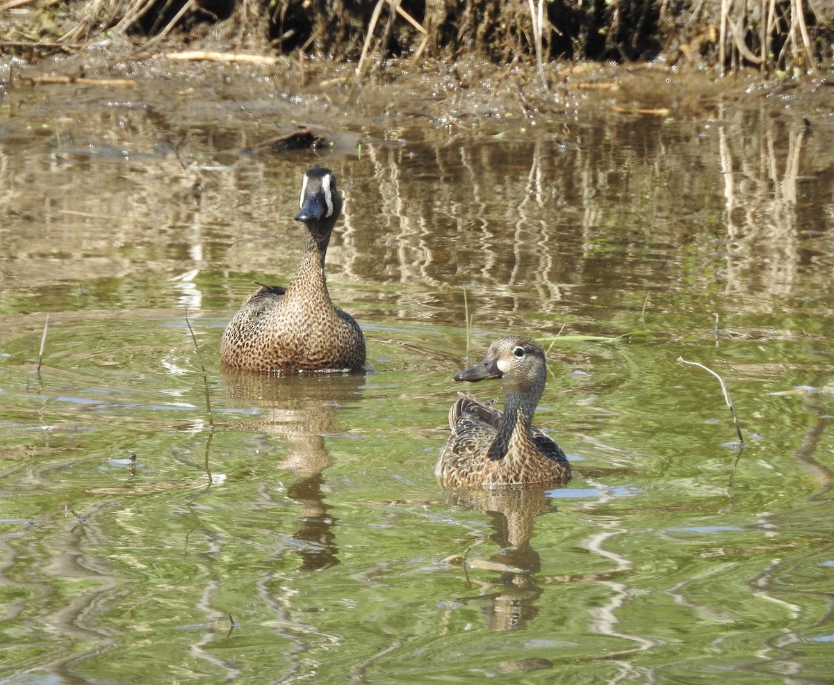 Blue-winged Teal - ML189480001