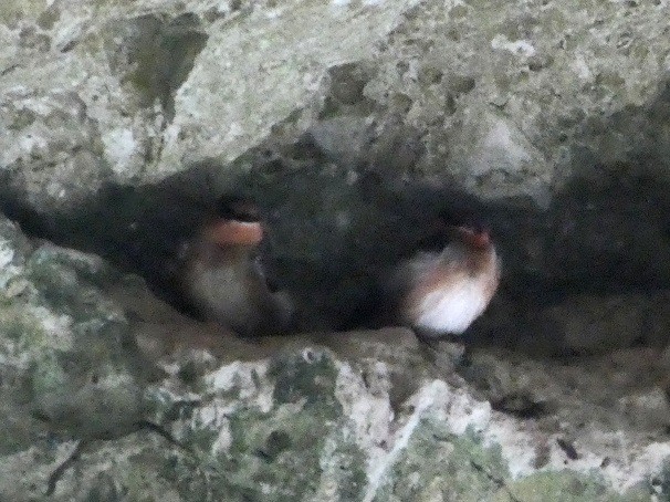 Cave Swallow - ML189481311