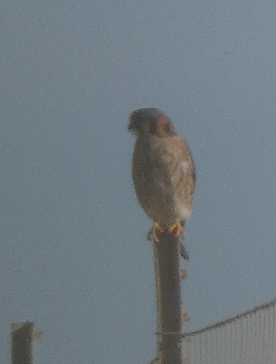 American Kestrel - ML189481741