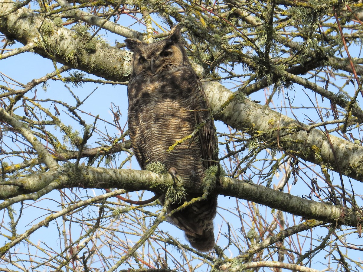 Great Horned Owl - ML189481801