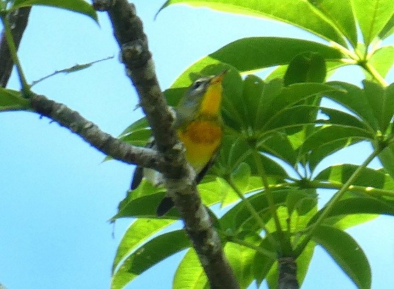 Northern Parula - ML189482671