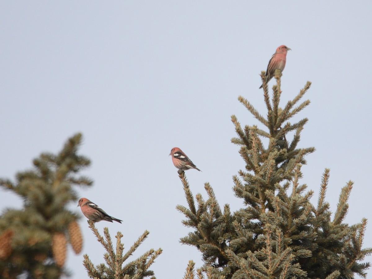 White-winged Crossbill - Alan Van Norman