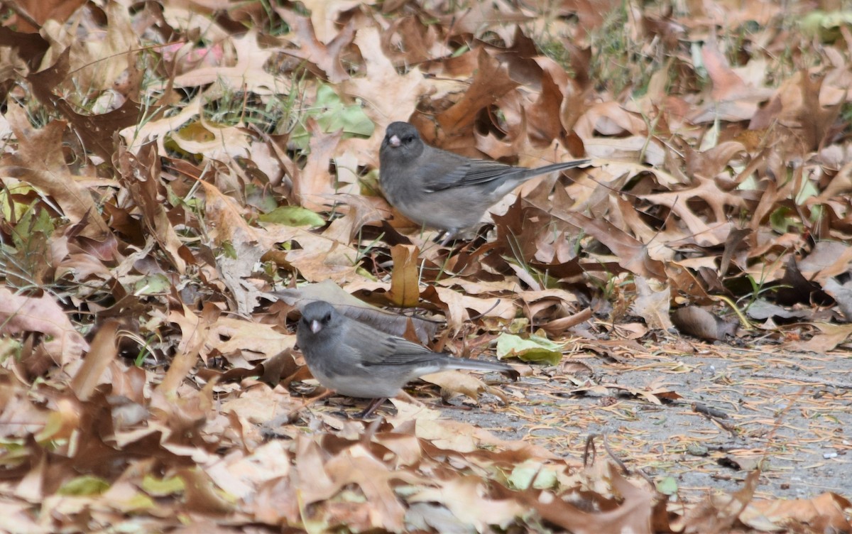 Dark-eyed Junco - ML189483471