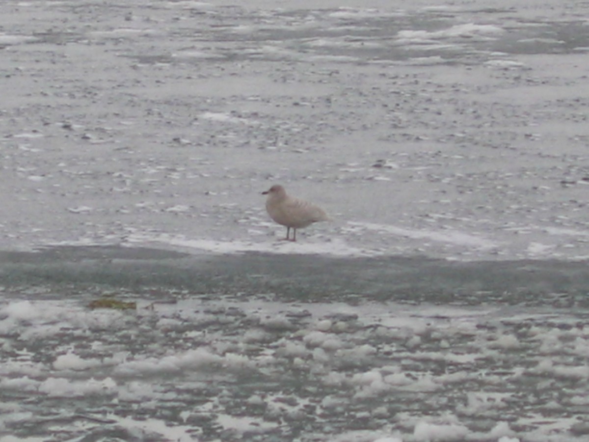 Iceland Gull (kumlieni/glaucoides) - ML189484721