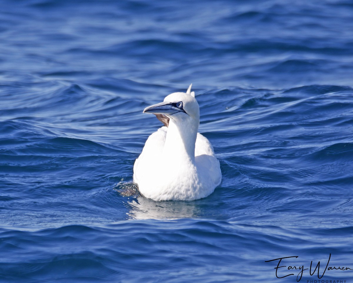 Northern Gannet - Eary Warren