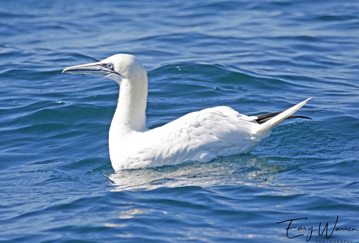 Northern Gannet - Eary Warren