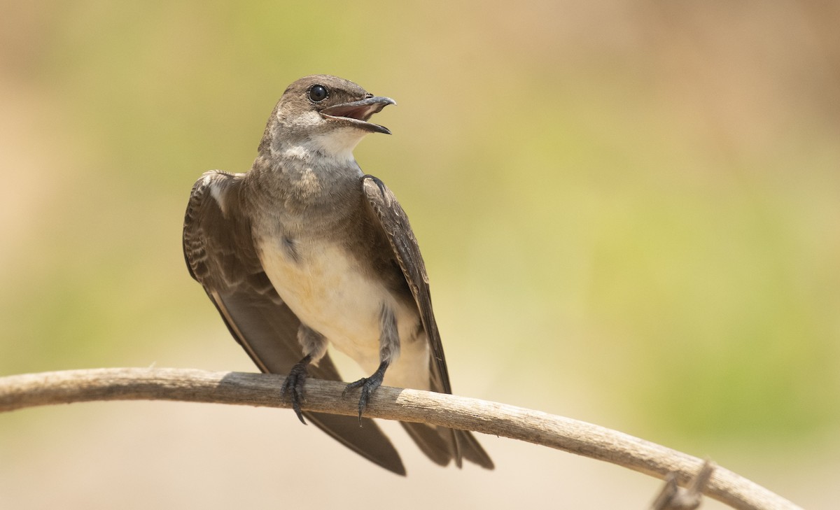 Brown-chested Martin - Marky Mutchler