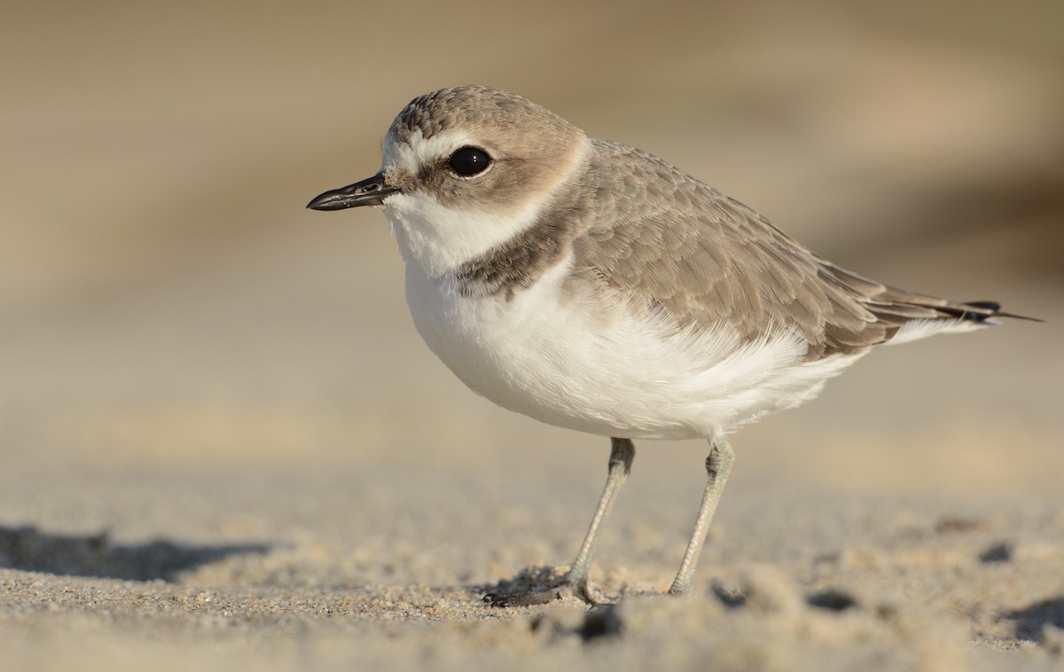 Snowy Plover - ML189490041