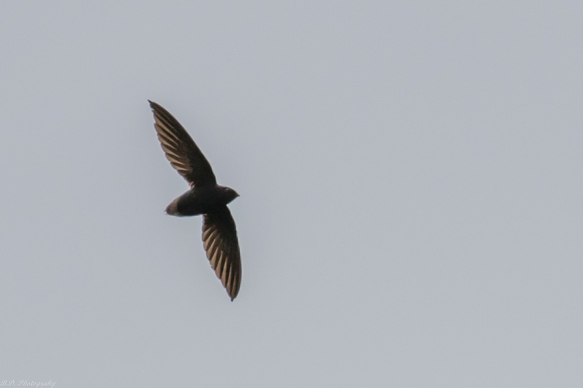 Short-tailed Swift - ML189490831
