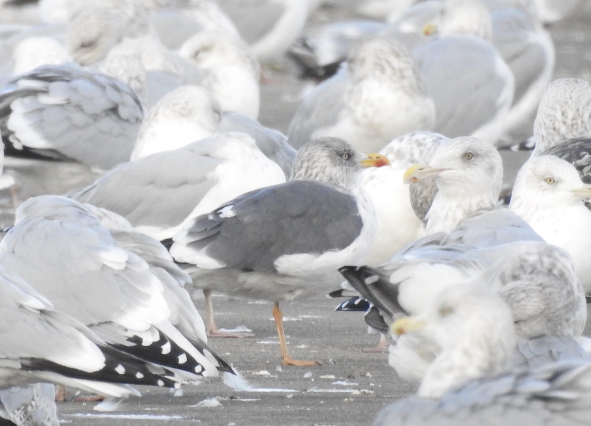 Lesser Black-backed Gull - ML189490971