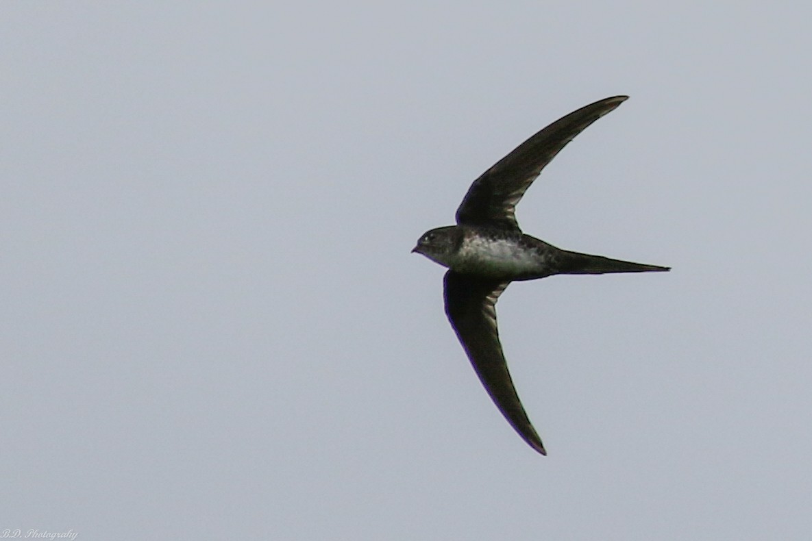 Fork-tailed Palm Swift - ML189490981