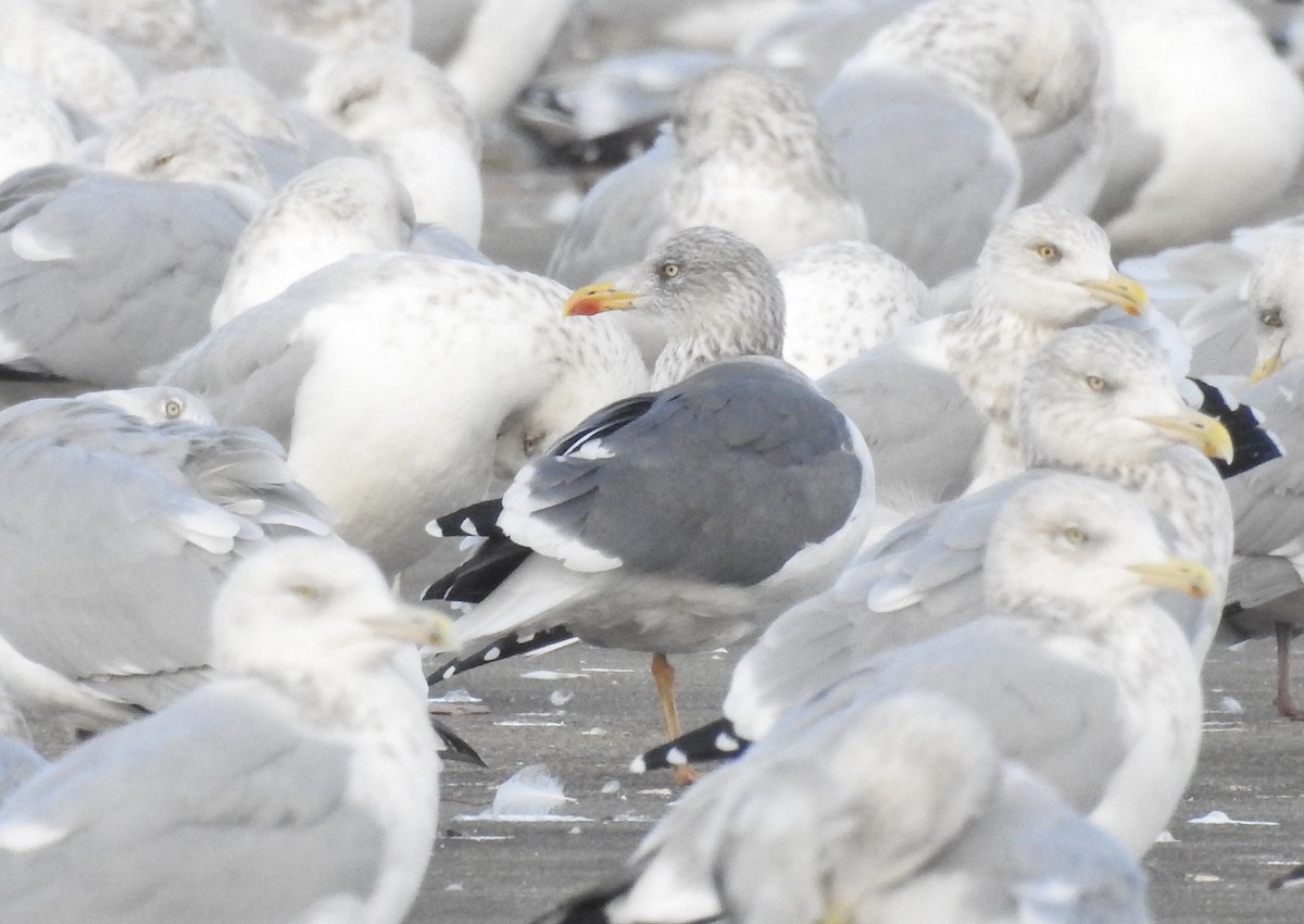 Lesser Black-backed Gull - ML189490991