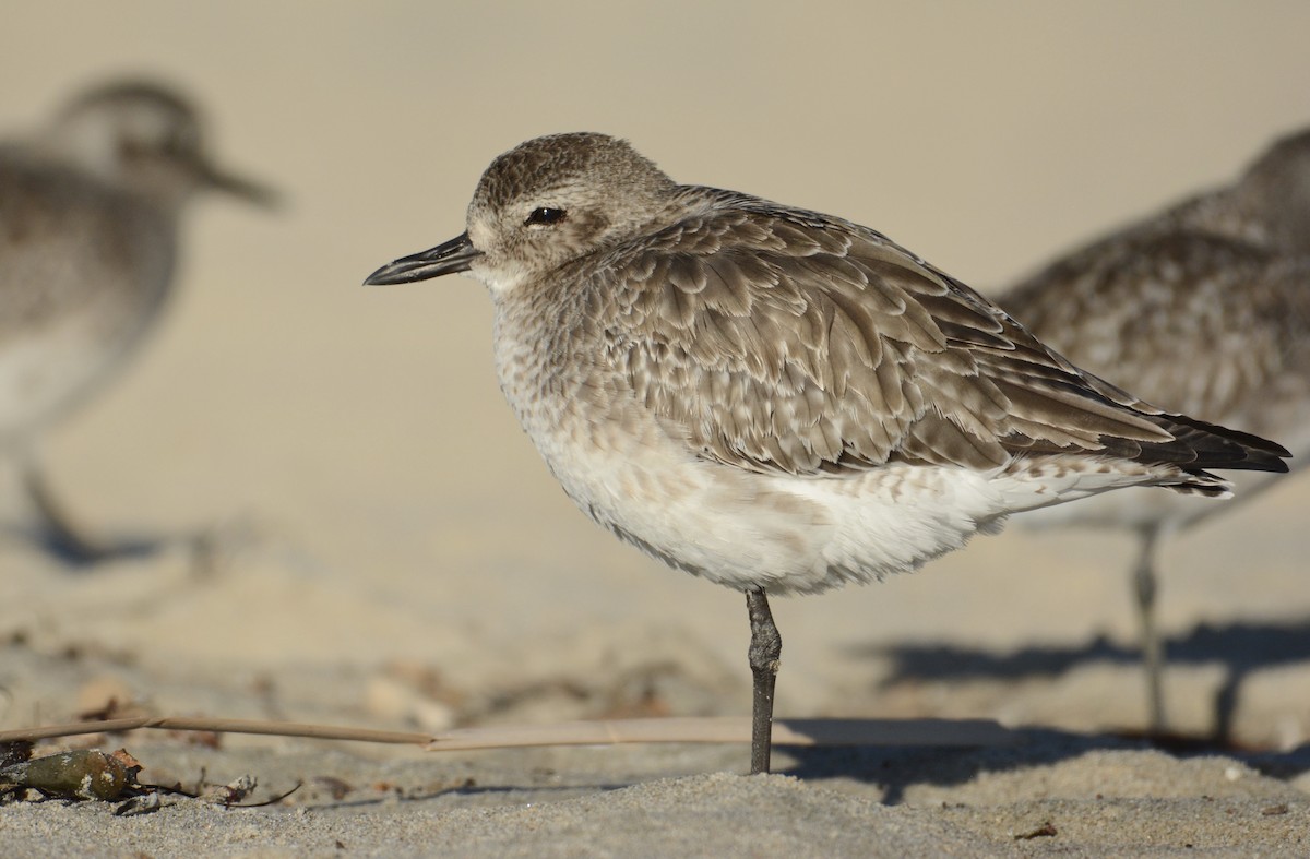 Black-bellied Plover - Bridget Spencer