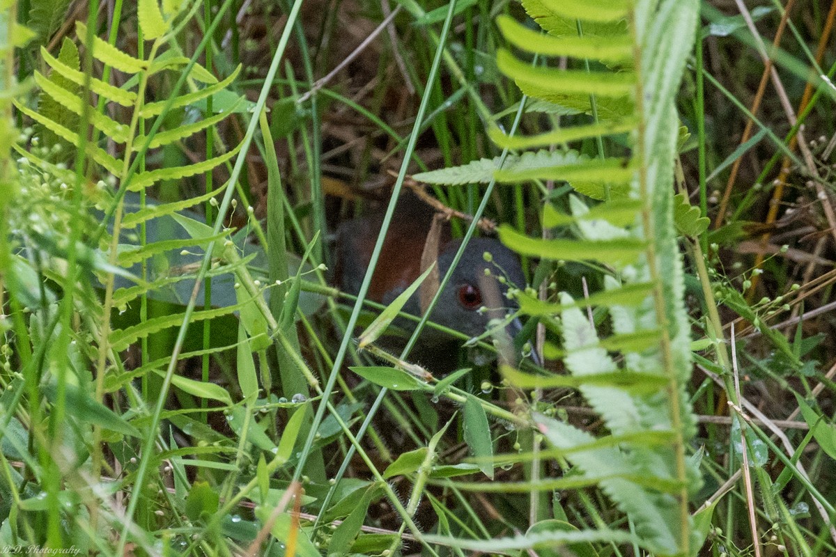 Gray-breasted Crake - ML189491181