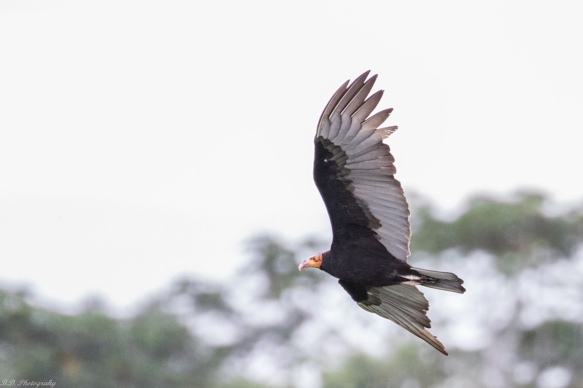 Lesser Yellow-headed Vulture - ML189491241