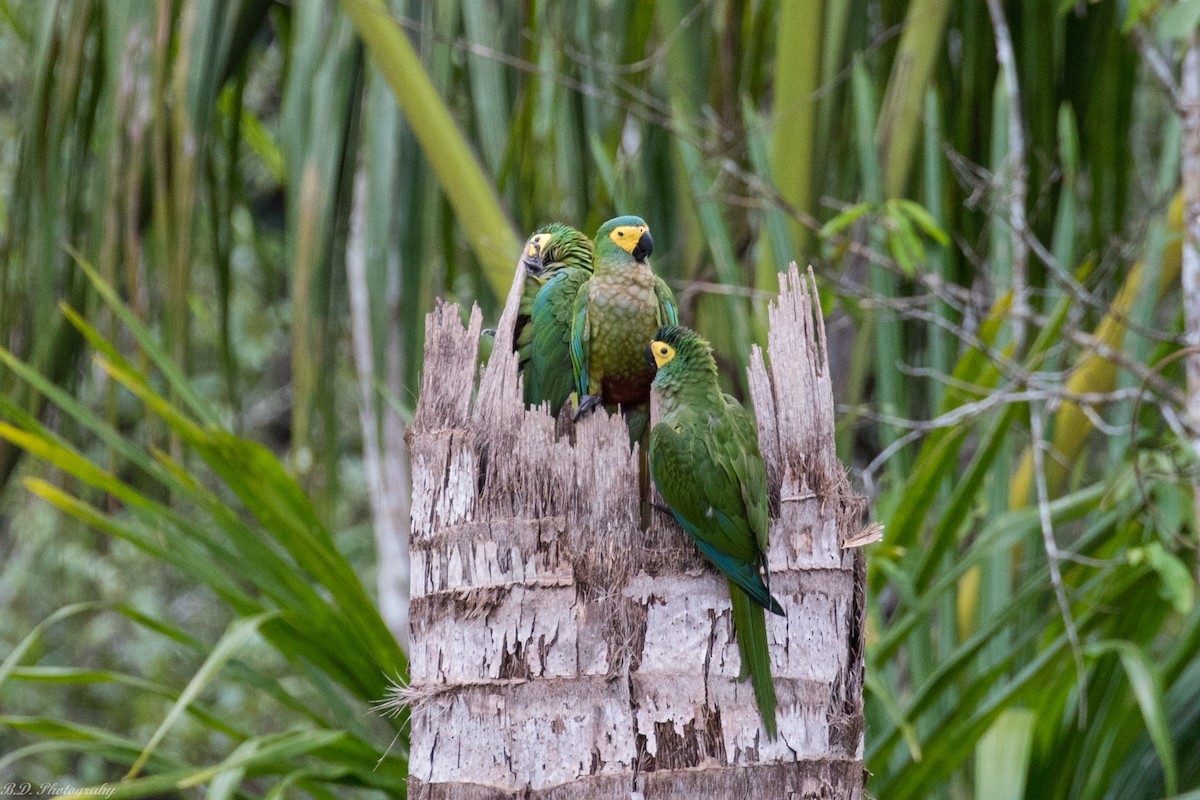 Red-bellied Macaw - ML189491311