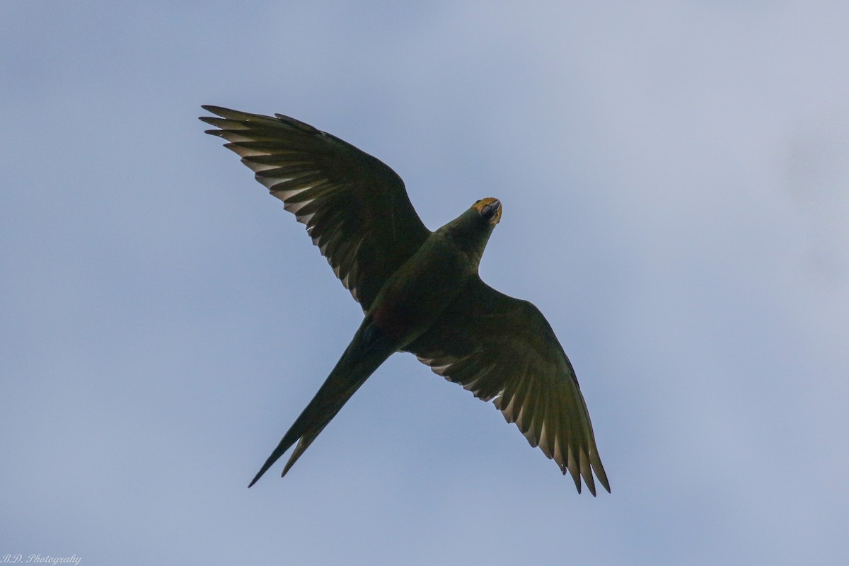 Red-bellied Macaw - ML189491361