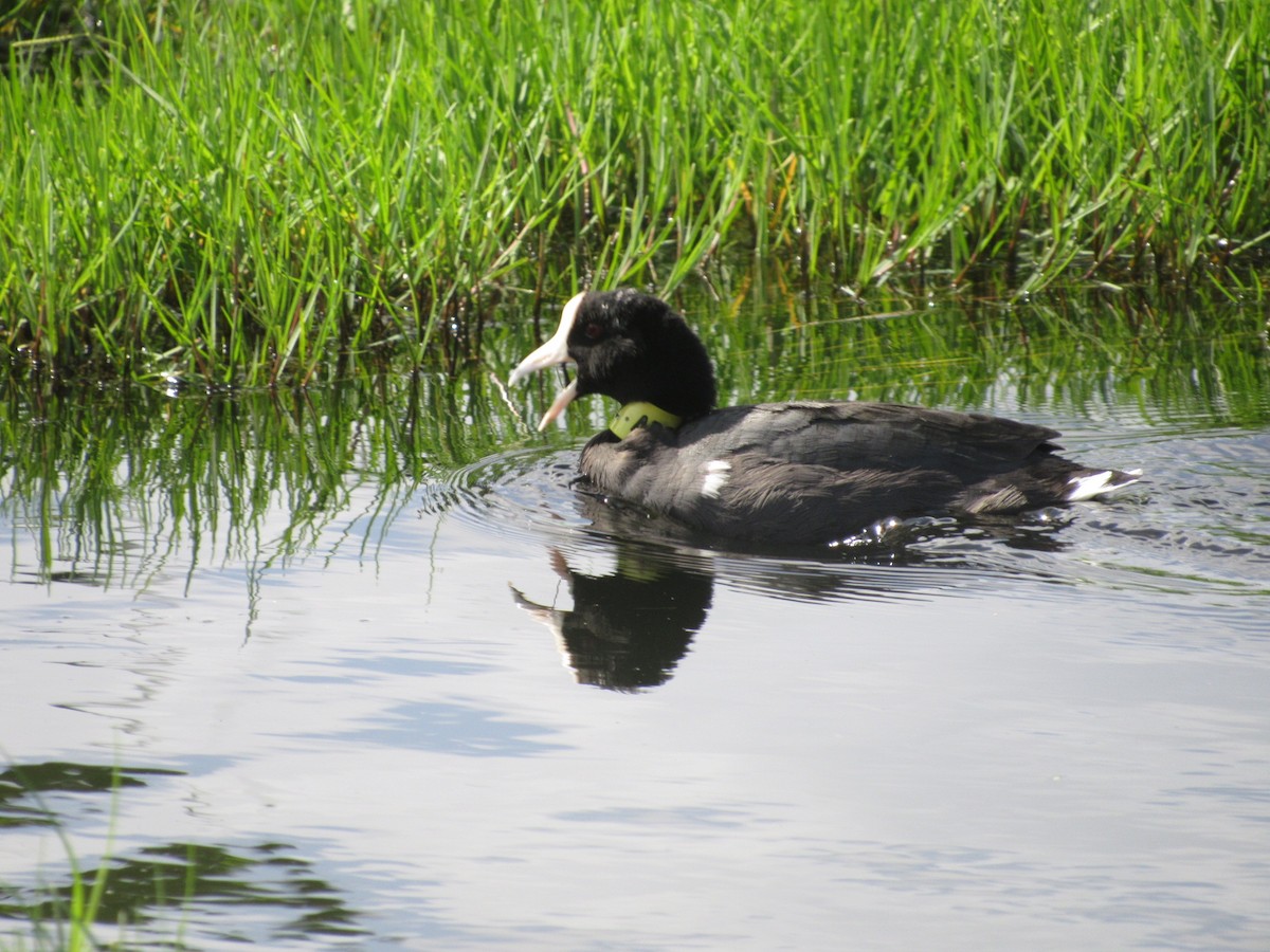 Hawaiian Coot - ML189491691