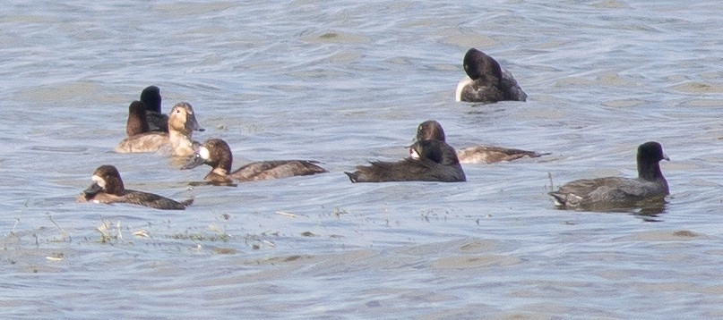 Greater Scaup - ML189491951