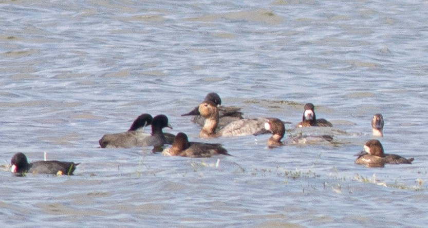 Greater Scaup - ML189491961