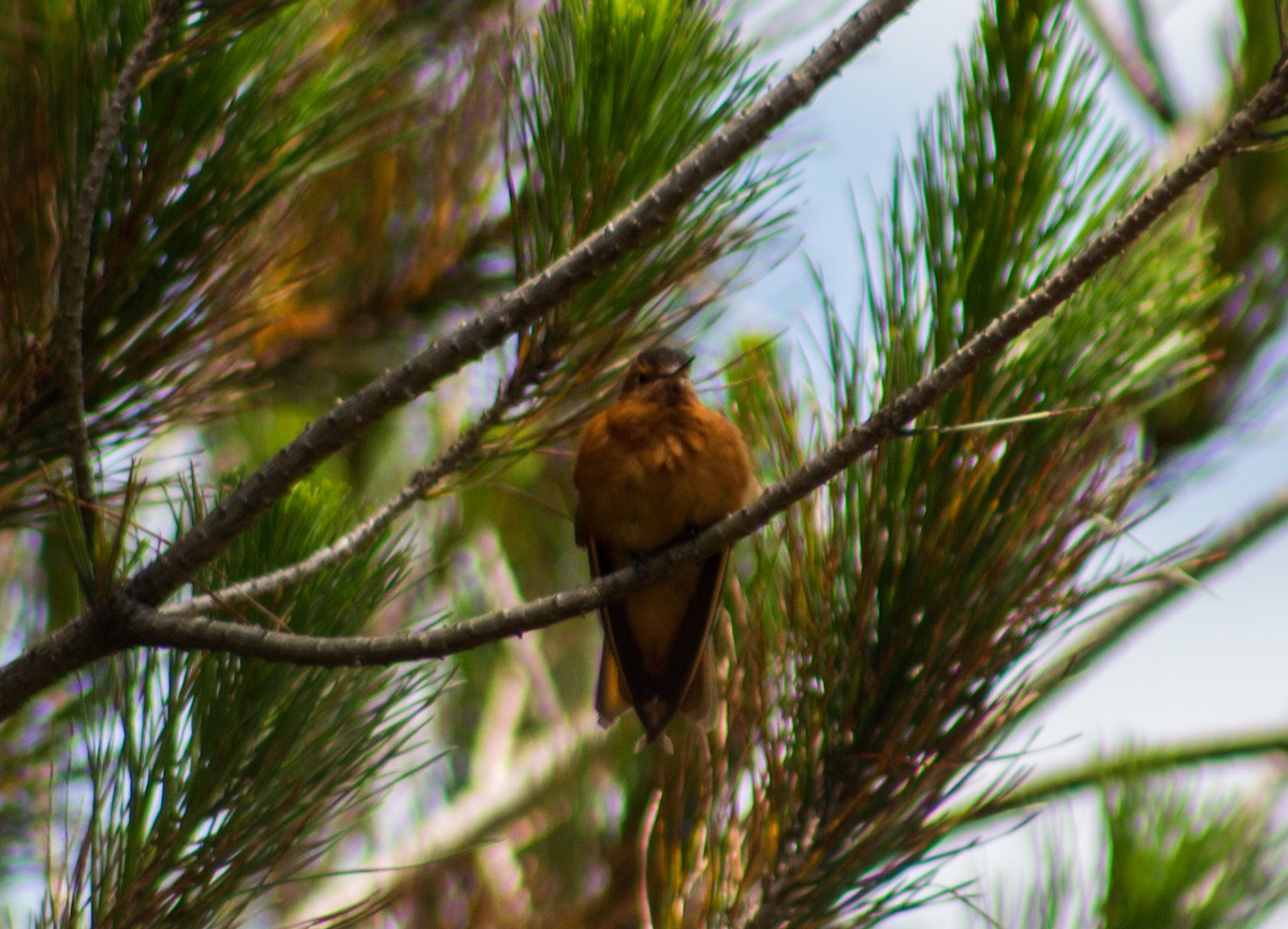 kolibřík duhovohřbetý - ML189492181