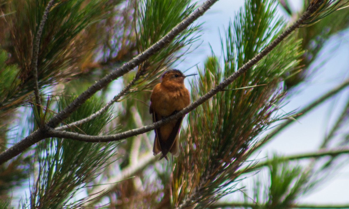 kolibřík duhovohřbetý - ML189492211