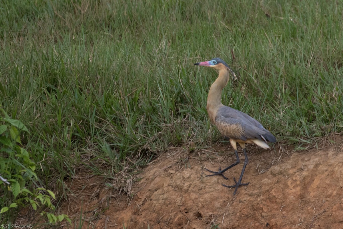 Whistling Heron - ML189492901