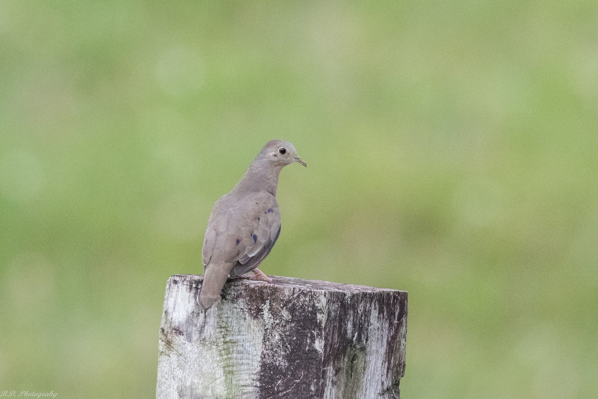 Plain-breasted Ground Dove - ML189493051