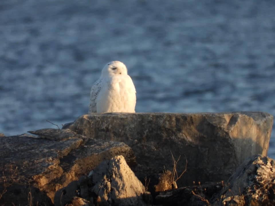 Snowy Owl - ML189493631