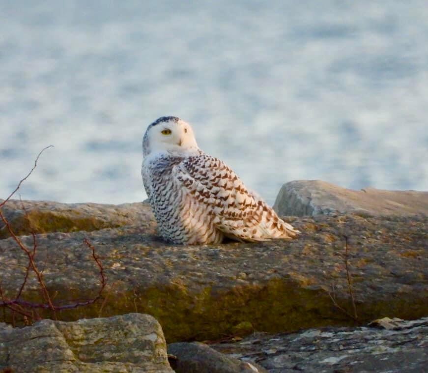 Snowy Owl - ML189493711