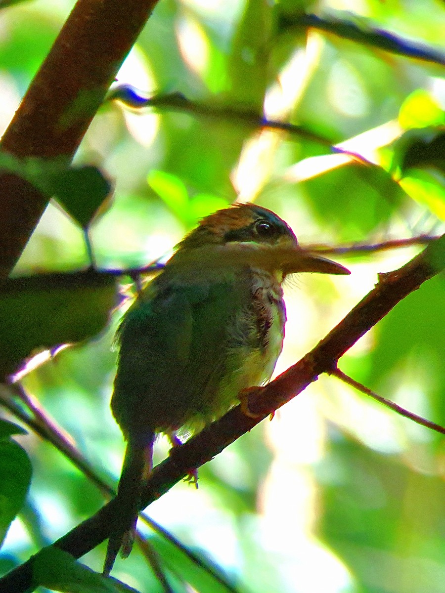 Tody Motmot - Carlos Eduardo  Alvarado  Reyes