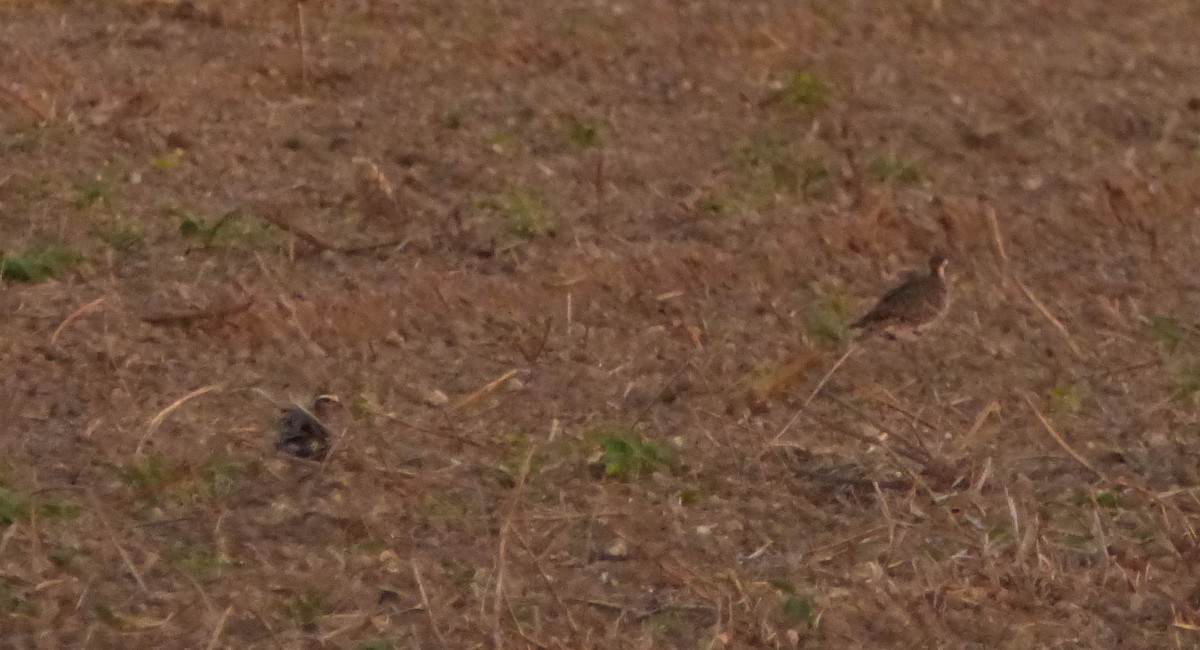 American Golden-Plover - Anonymous