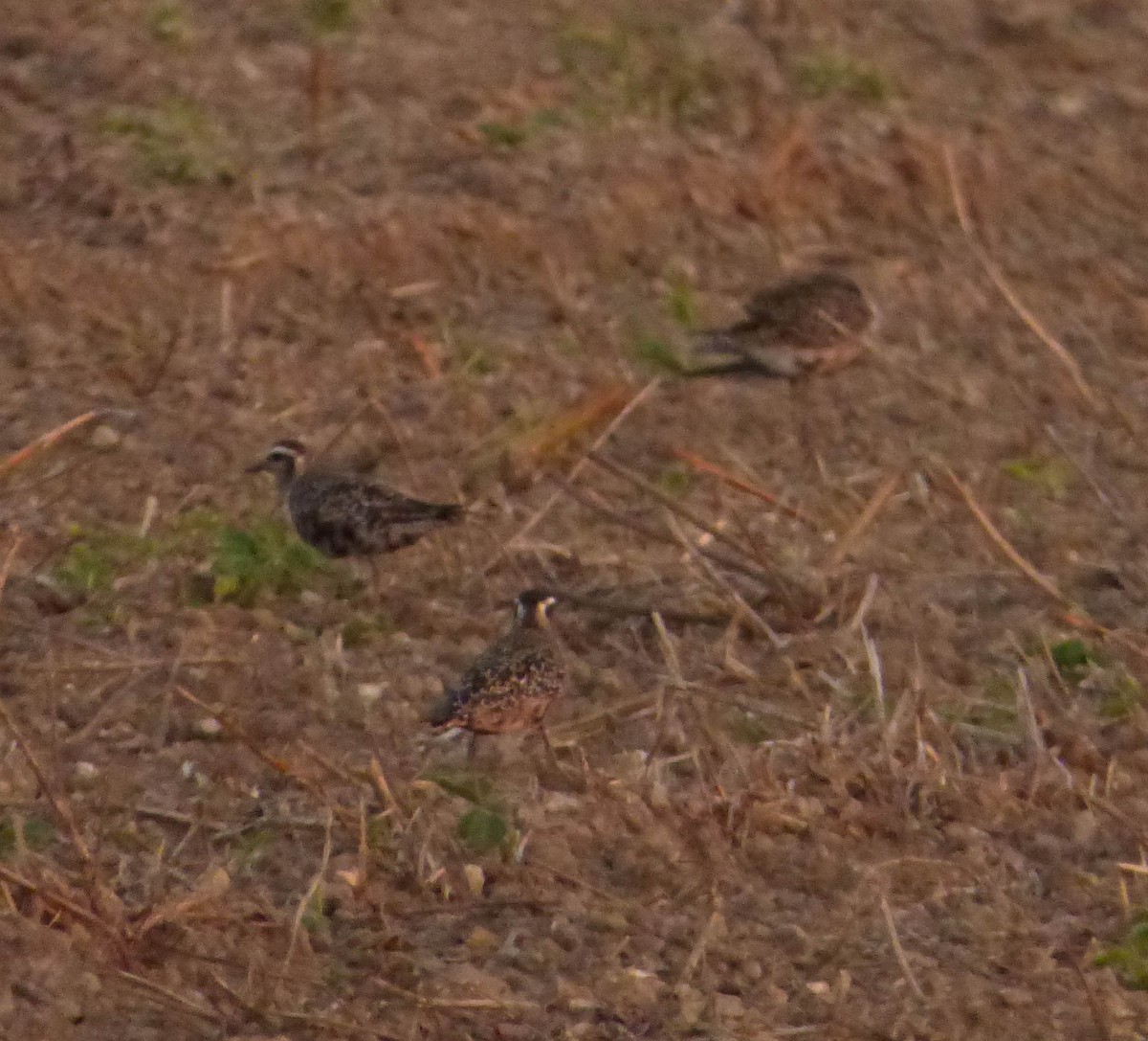 American Golden-Plover - ML189495211