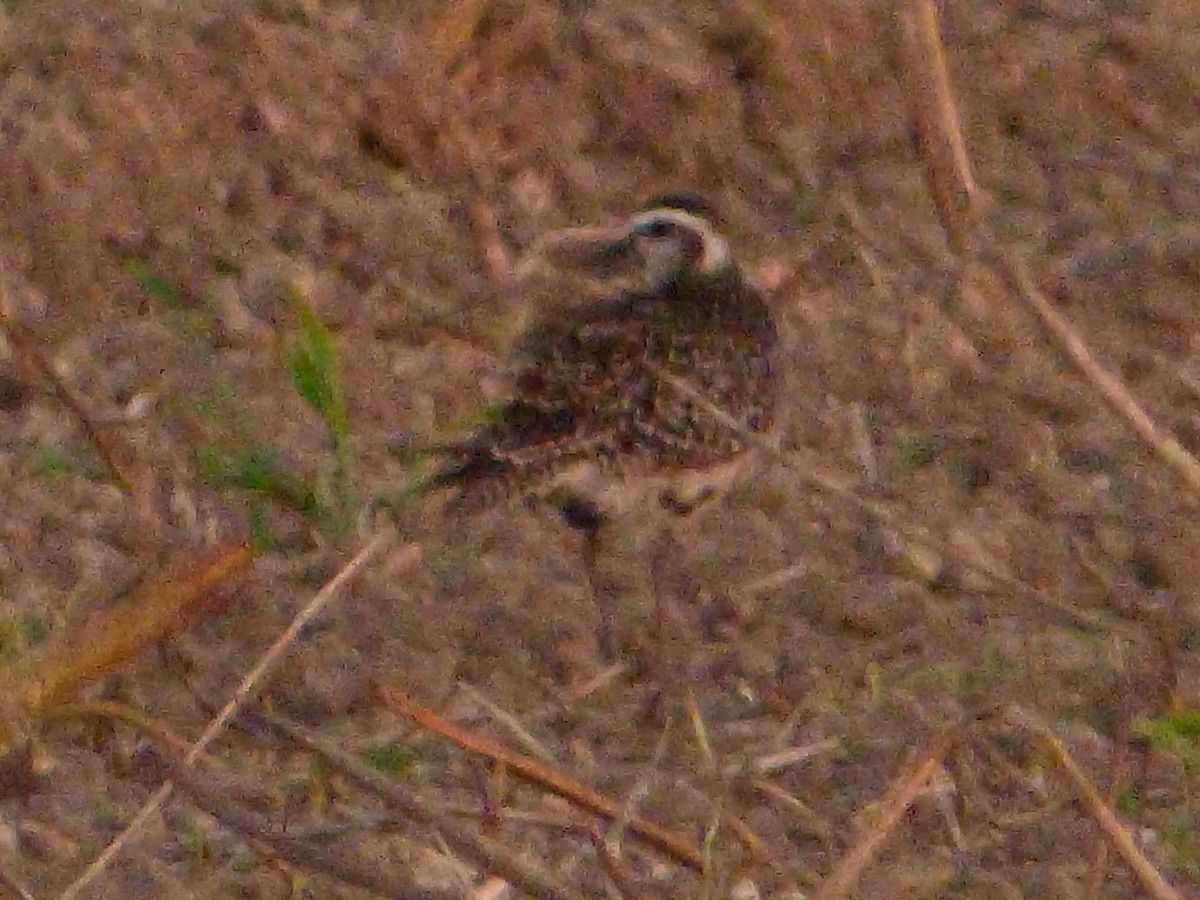 American Golden-Plover - ML189495241