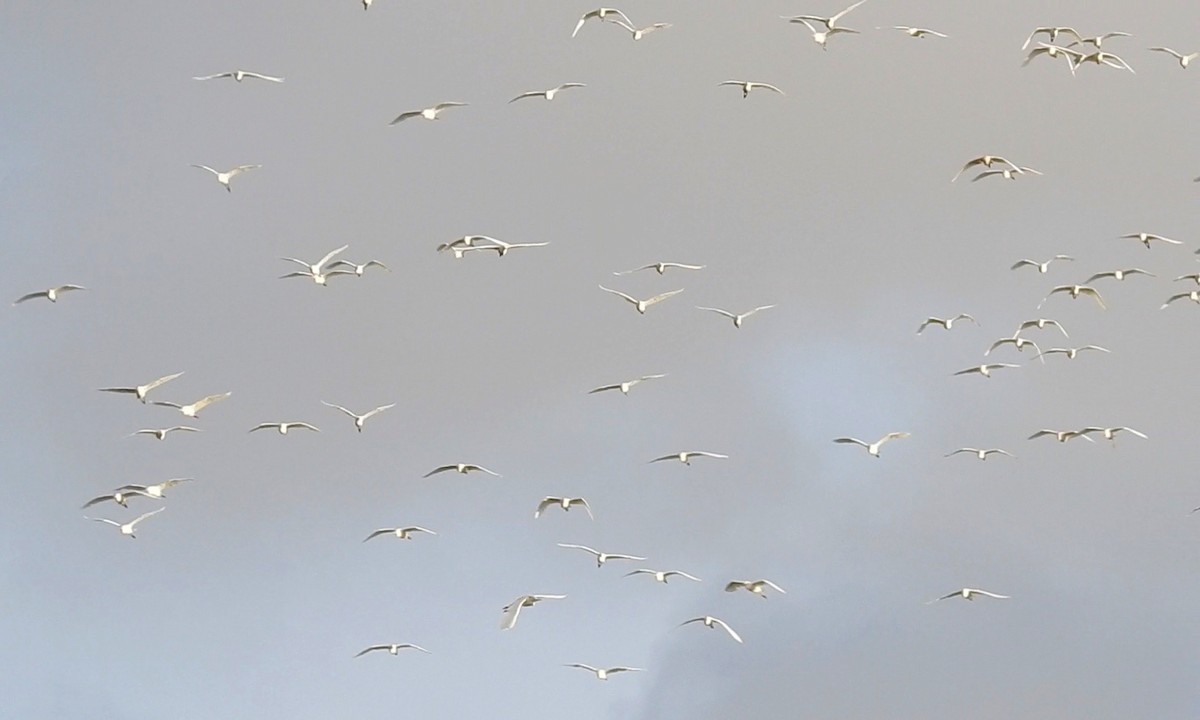 Western Cattle Egret - grete pasch