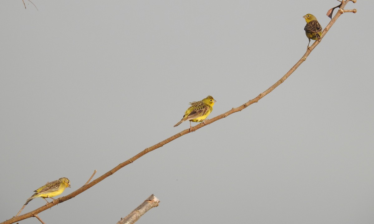 Grassland Yellow-Finch - ML189496481