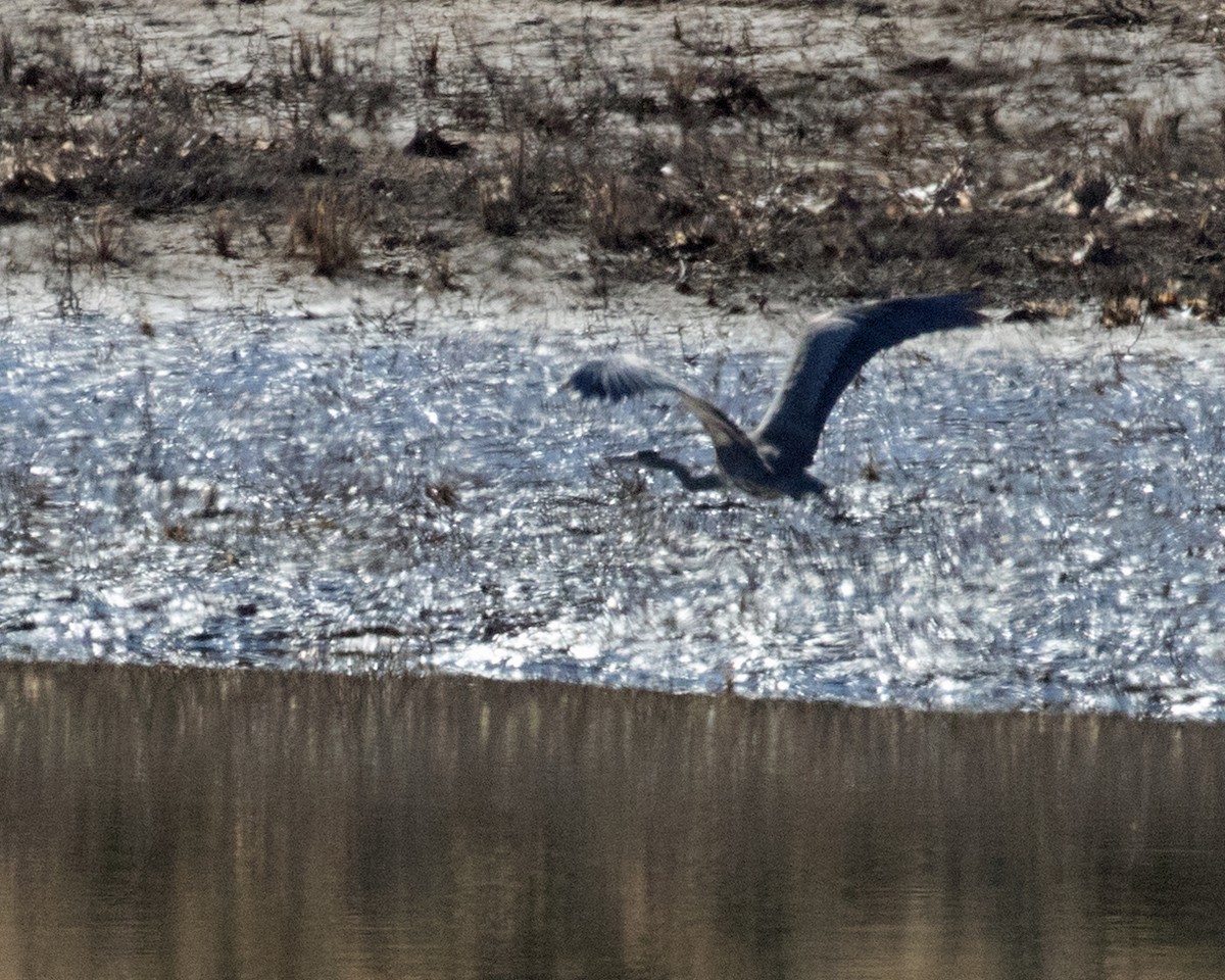 Great Blue Heron - ML189496641