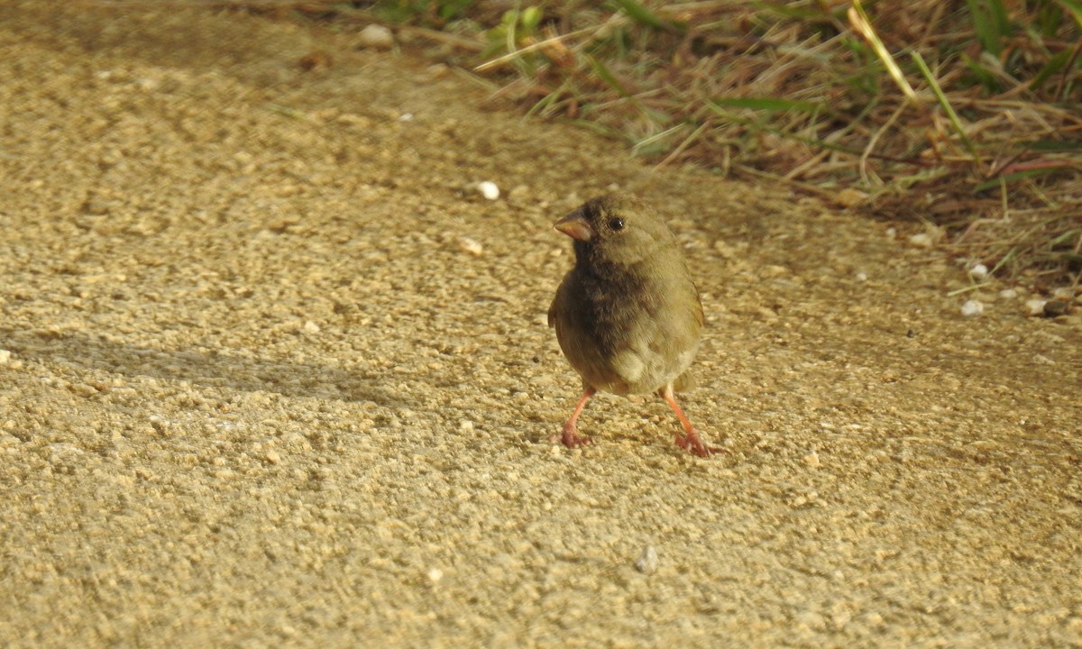 Black-faced Grassquit - grete pasch