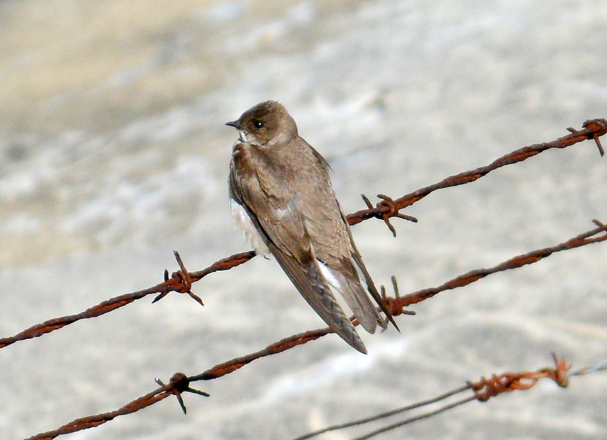 Northern Rough-winged Swallow - ML189498311