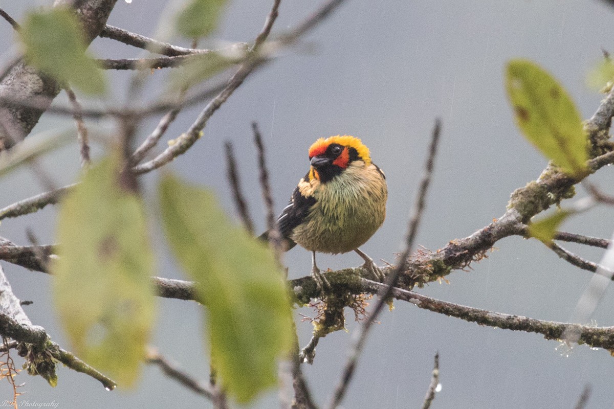 Flame-faced Tanager - ML189499771