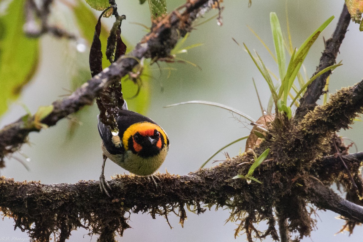 Flame-faced Tanager - ML189499791