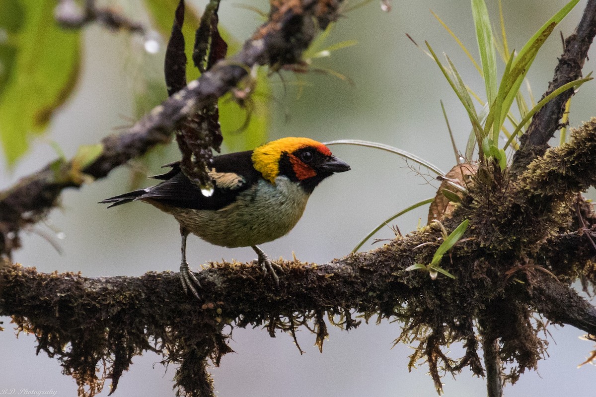 Flame-faced Tanager - ML189499821